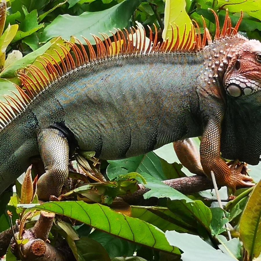 Hotel Belvedere Playa Samara Costa Rica Zewnętrze zdjęcie