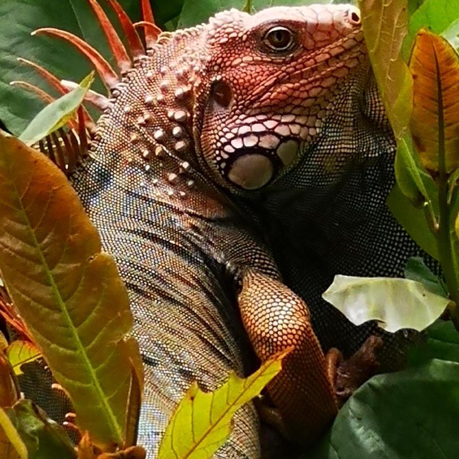 Hotel Belvedere Playa Samara Costa Rica Zewnętrze zdjęcie