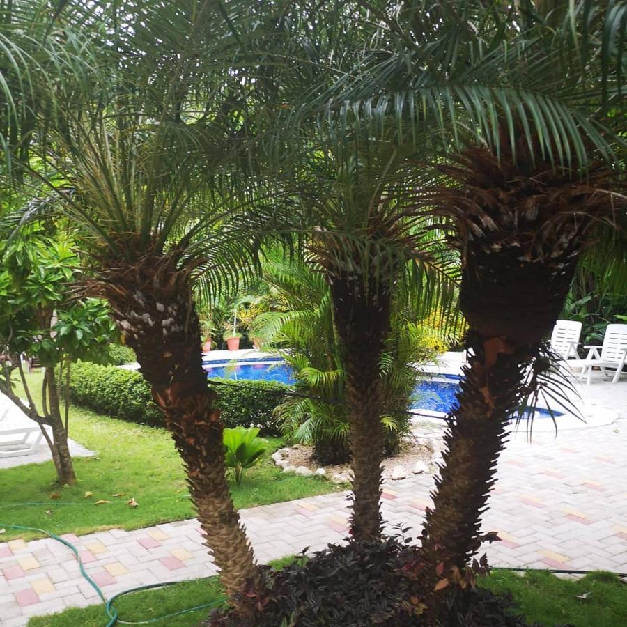 Hotel Belvedere Playa Samara Costa Rica Zewnętrze zdjęcie