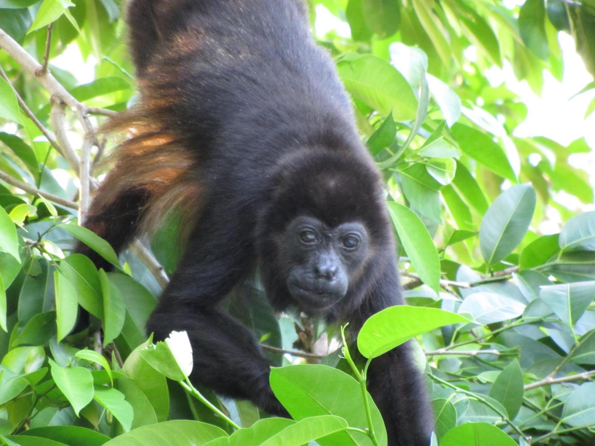 Hotel Belvedere Playa Samara Costa Rica Zewnętrze zdjęcie
