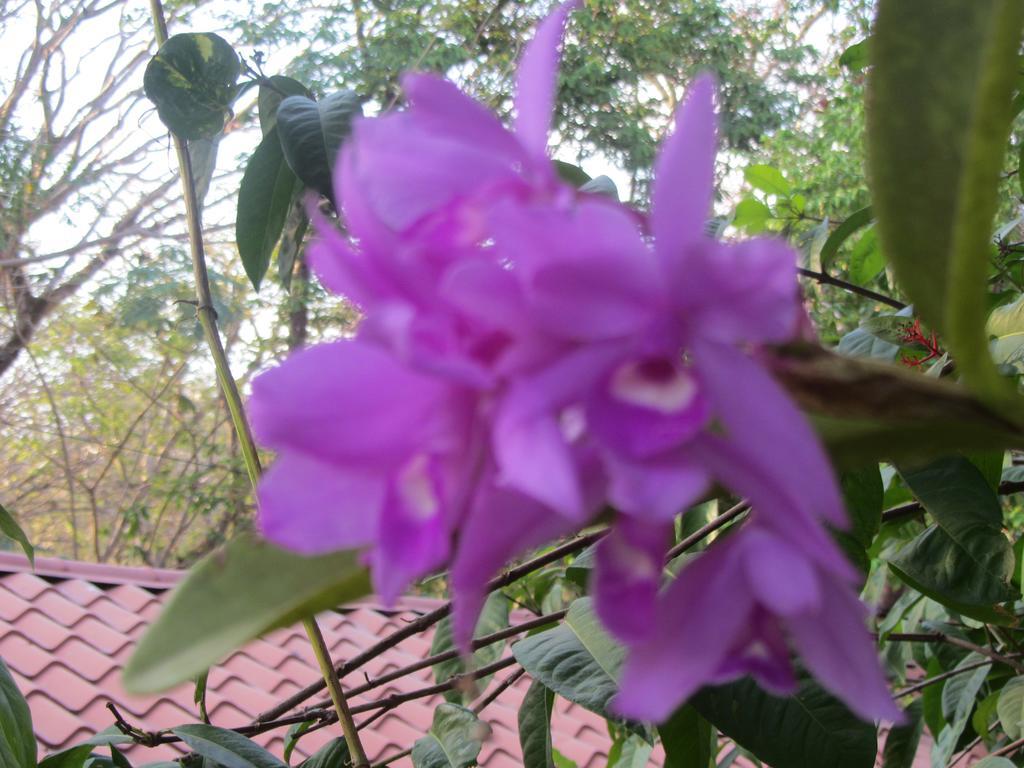 Hotel Belvedere Playa Samara Costa Rica Zewnętrze zdjęcie